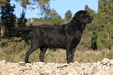 LABRADOR 647